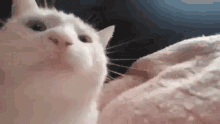 Cat Nodding GIFs | Tenor