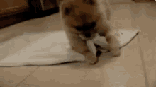 tenor.gif