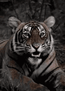 Tiger GIFs | Tenor