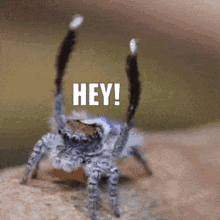 Jumping Spider Gifs Tenor
