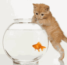 cat fish bowl