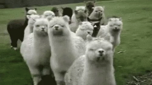 Image result for scared llama gifs