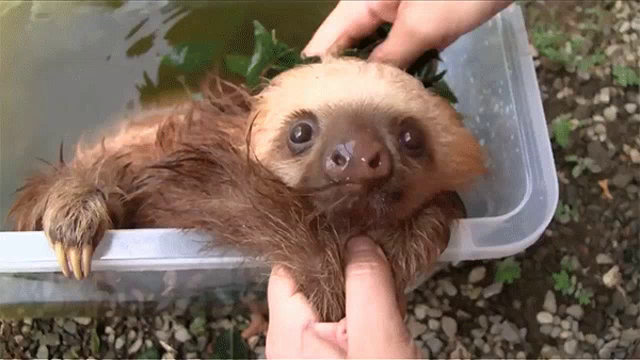 Bath Clean Gif Bath Clean Cute Discover Share Gifs