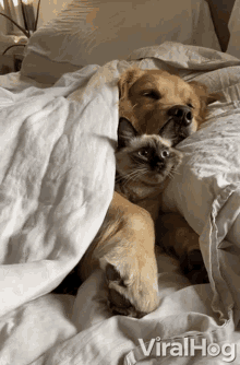 cat and dog hug