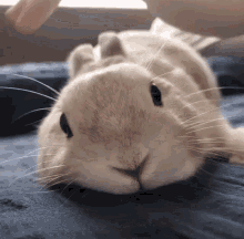 Bunny Nose Wiggle GIFs | Tenor