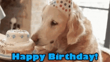 Boxer Dog Birthday GIFs | Tenor