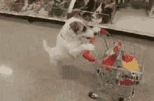 IWant To Try That Grocery GIF - IWantToTryThat Grocery Shopping GIFs