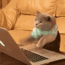 Cat Crazy Cat GIF - Cat CrazyCat KeyboardCat GIFs