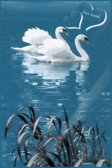 Swans GIFs | Tenor