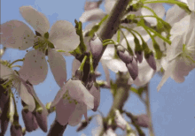 Flower Bloom GIF - Flower Bloom Blossom GIFs