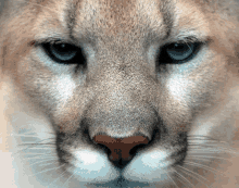 Puma GIFs | Tenor