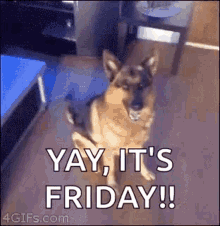 Happy Friday Funny Dog Gif ~ Happy Friday Funny Gifs | Koriskado