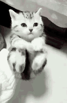  Cute  Kitten  GIFs  Tenor