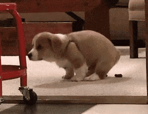 Bathroom Gif poop bathroom gif - poop bathroom wc - discover & share gifs Bathroom Gif poop bathroom gif - poop bathroom wc - discover & share gifs