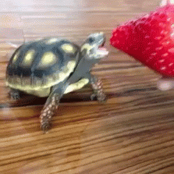 https://media.tenor.com/images/dbd4c667f679776d5513b887ab5a9760/tenor.gif