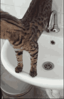 Cat Slip GIFs  Tenor