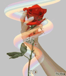 Rosa En La Mano Roses GIF - RosaEnLaMano Roses Hand - Descubre & Comparte GIFs