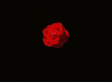 Rose Petals Falling GIFs | Tenor