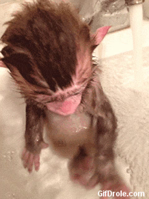 Monkey Bath Time Gif Monkey Bathtime Animal Discover Share Gifs