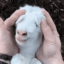 Image result for goat gifs