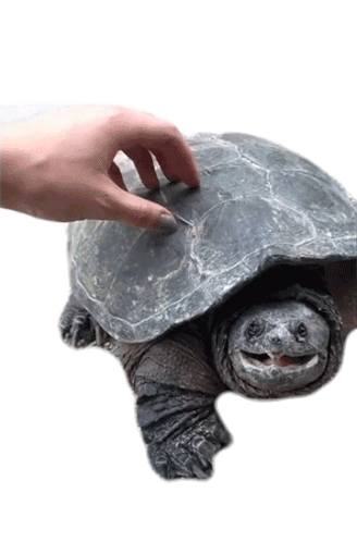 turtle reaction