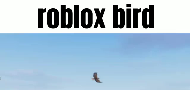 Roblox Developer Gif Roblox Developer Bird Discover Share Gifs - roblox bird