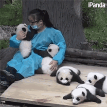 Baby Panda Gifs Tenor