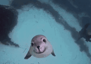 Seal Smile GIF - Seal Seals Smile - Discover & Share GIFs