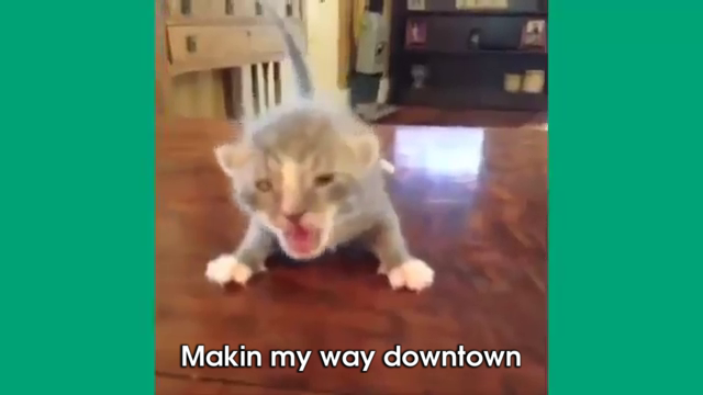 Makin My Way Downtown Gif Makin My Way Downtown Cat Kitten Discover Share Gifs