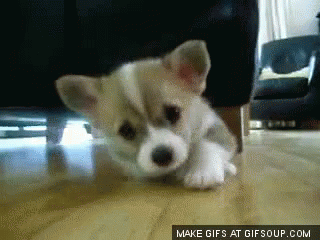 Download Sad Puppy Face Gif Background