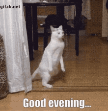 Good Evening Funny Gif Images ~ Good Evening Gif| Funny Romantic Love ...