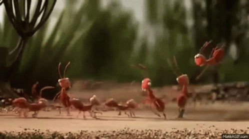 Image result for Ants working together gif