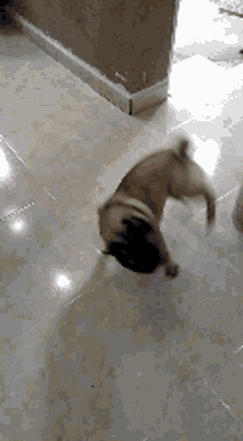 pug dancing to music