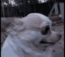 Featured image of post Chihuahua Dog Dancing Gif