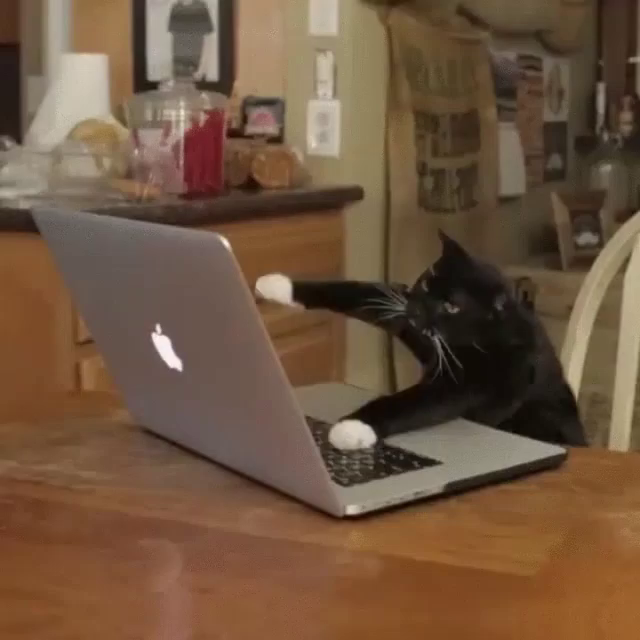 Cat Computer GIFs | Tenor