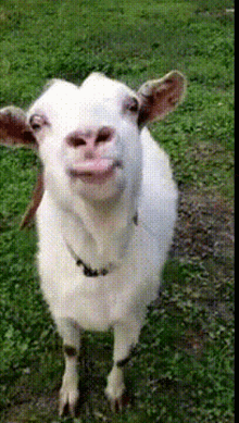 Screaming Goat GIFs | Tenor