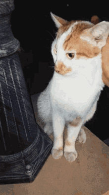 Animals Cuddling GIFs | Tenor Animals Cuddling GIFs | Tenor