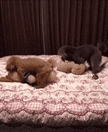 Gang bangsex gif, free porn amateur downloads