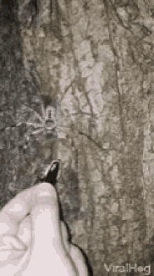 tenor.gif