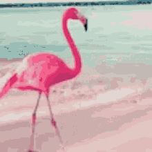 Https Encrypted Tbn0 Gstatic Com Images Q Tbn 3aand9gcqc9rnl6 Iyx2tacd3 2vgwi Kbpnn2bgqwjw Usqp Cau - flamingo roblox bird meme