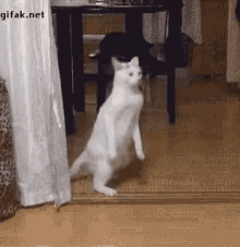 Image result for walking cat gif