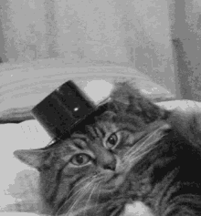 Hat Off Gifs Tenor - cat with roblox hat gif