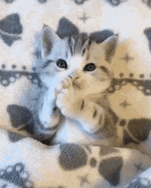 Cute Cat GIF - Cute Cat Kiss - Discover & Share GIFs