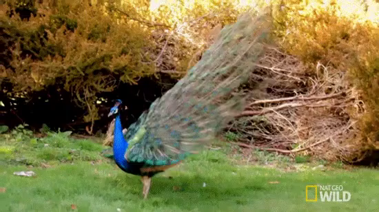 Peacock Gifs Tenor