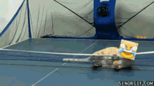 Coo Coo For Cocoa Puffs GIFs | Tenor