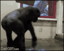 Spin Monkey GIF - Spin Monkey Silly - Discover & Share GIFs
