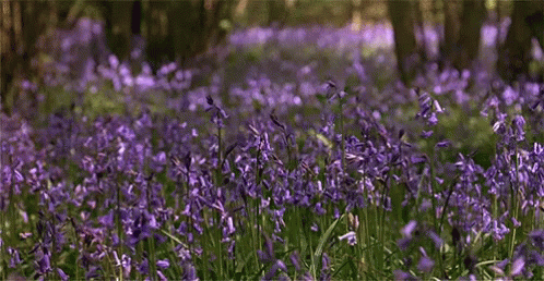 Violets GIF - Flowers Pretty Violet - Discover & Share GIFs