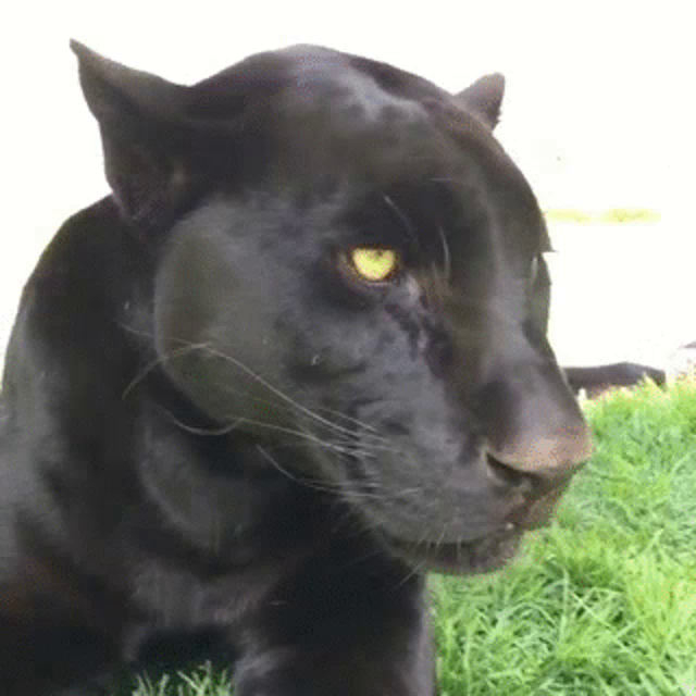 webkinz panther