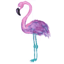 Flamingo Song Gif
