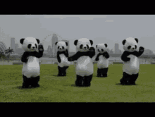 Panda Dance GIFs | Tenor